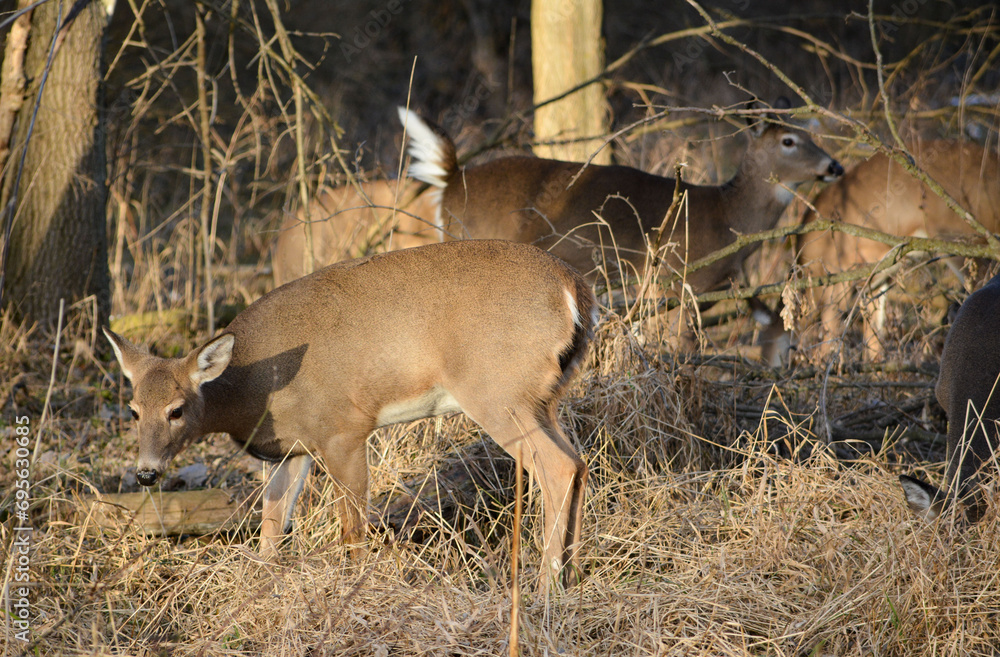 December Afternoon With Deer