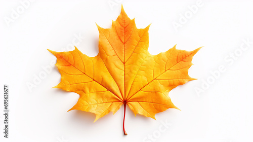 Maple leaf isolated on white.