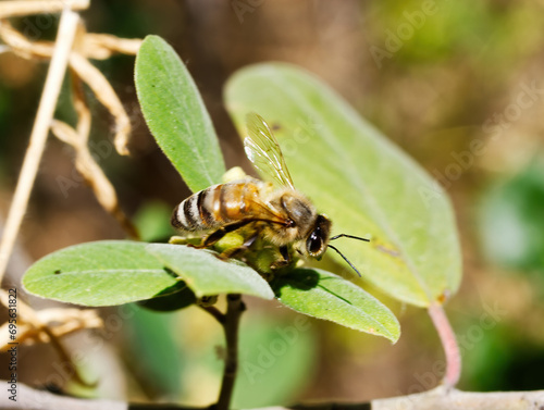 Close-up Shot Of Bee On Green Leaf Outdoors