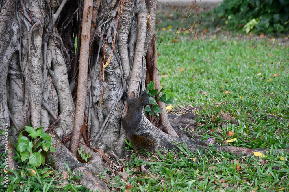 Closeup shot of a black squirrel climbing a tree in a park in Taiwan Closeup shot of a black squirrel climbing a tree in a park in Taiwan