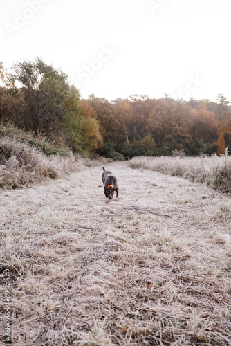 German Shorthaired Pointer Grouse Hunting photo