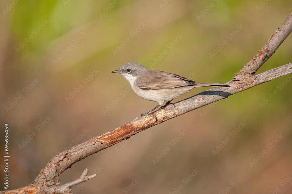 Lesser Whitethroat, Sylvia curruca on a branch. Blurred background. Lesser Whitethroat, Sylvia curruca on a branch. Blurred background.