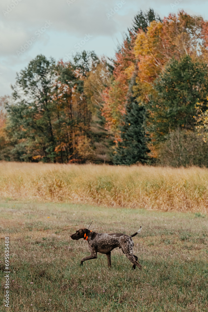 German Shorthaired Pointer Grouse Hunting German Shorthaired Pointer Grouse Hunting
