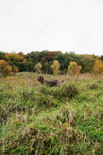 German Shorthaired Pointer Grouse Hunting