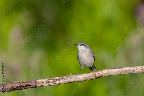 Lesser Whitethroat, Sylvia curruca on a branch. Blurred green background.