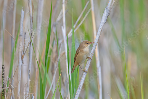 Common Reed Warbler, Acrocephalus scirpaceus standing on a branch in reeds. photo
