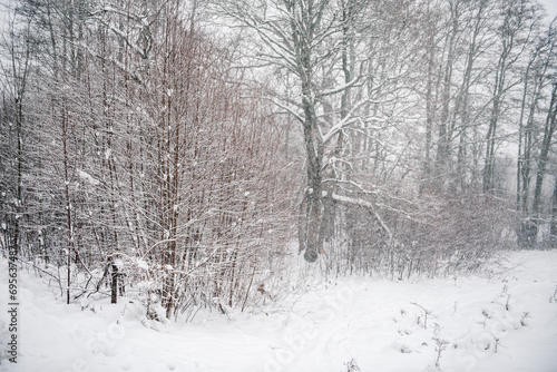 Landscape. Winter in forest. Trees under snow. Landscape.