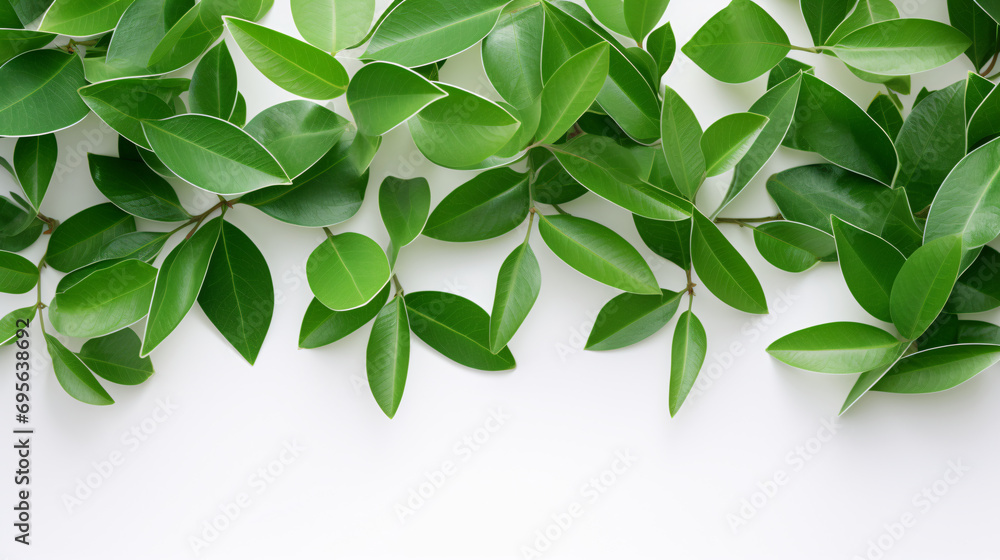 Green leaves on a white background. Green leaves on a white background.