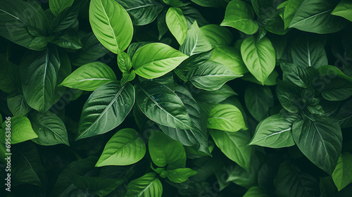 Green leaves background. © ikkilostd