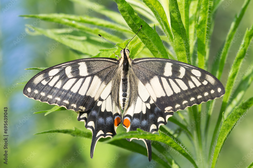 Obraz premium A beautiful butterfly perches on a grass branch