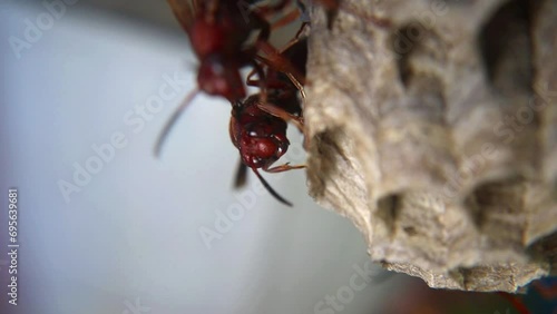 Video shows a nest of brown paper wasps (Polistes dominula) with larvae inside. The nest is constructed from paper-like material, and the larvae are visible in their chambers, developing into adult wa photo