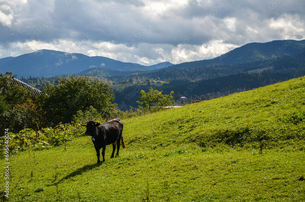 Cow grazing in a green grass pasture in rural Ukrainian countryside in a summer hilly Carpathian landscape. Agriculture in the highlands