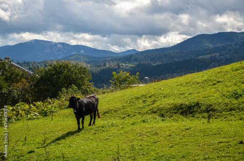 Cow grazing in a green grass pasture in rural Ukrainian countryside in a summer hilly Carpathian landscape. Agriculture in the highlands