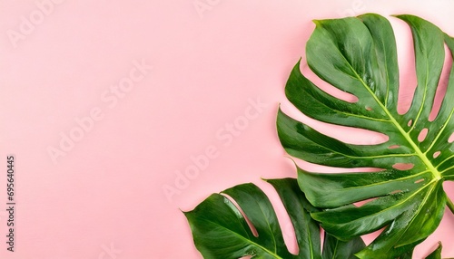 Tropical leaves Monstera on pink horizontal background. text space