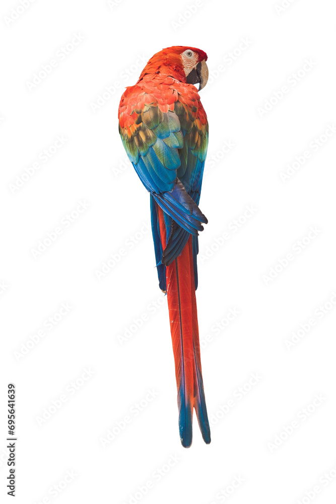 Scarlet Macaw Perched 
