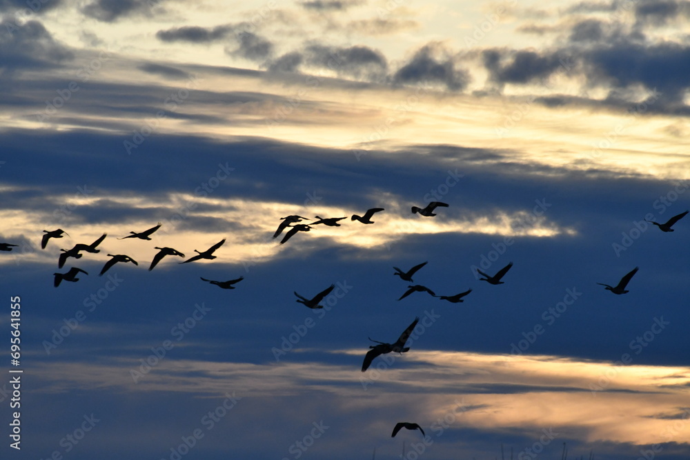 Obraz premium Flock of Geese in a Cloudy Sky