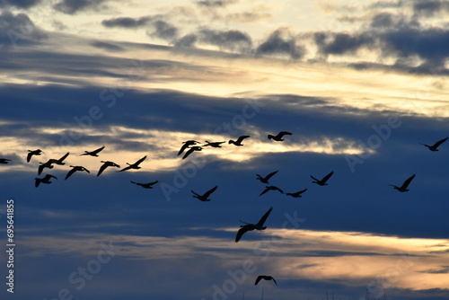 Flock of Geese in a Cloudy Sky © Steve