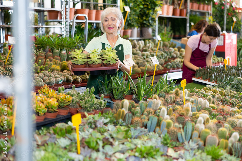 Elderly woman working at the flower market is attentive examining cactus in pot