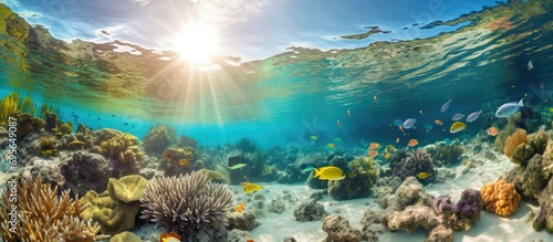 Tropical Scenery With Life Under the Sea, Fish and Coral Reefs.
