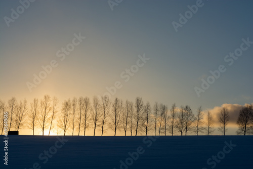 冬の夕暮れの空とシラカバ並木 