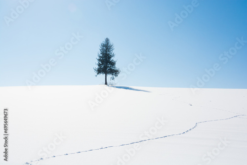 冬の晴れた日の丘の上のマツの木と野生動物の足跡