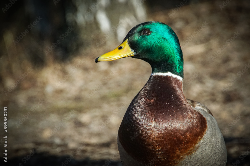 Obraz premium Close up of a mallard duck
