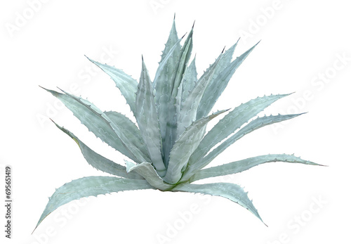 Tropical Agave bush plant isolated on white background.This has clipping path. photo