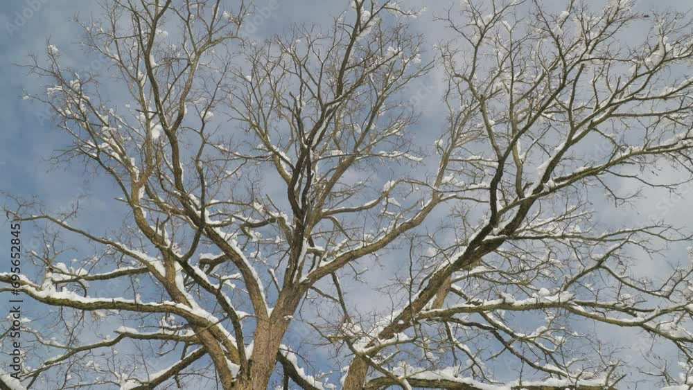 snow covered acacia tree in winter snow covered acacia tree in winter