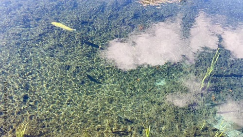 Fish in a pond with very clear water in the Oshino Hakkai village Yamanachi Japan photo