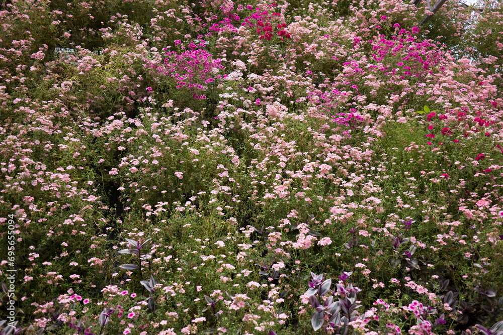 Rows of blooming flower plants in a greenhouse farm. Greenhouse farm in Cameron Highlands, Pahang, Malaysia. Close up of flowers. Agribusiness. Rows of blooming flower plants in a greenhouse farm. Greenhouse farm in Cameron Highlands, Pahang, Malaysia. Close up of flowers. Agribusiness.