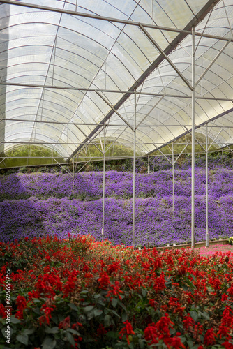 Flowers farming in a greenhouse. Production and cultivation flowers. Flower plantation. Flower agribusiness. © yzhensiang