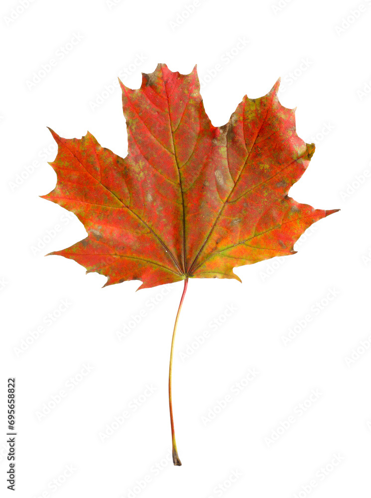 One maple leaf isolated on white. Autumn season One maple leaf isolated on white. Autumn season