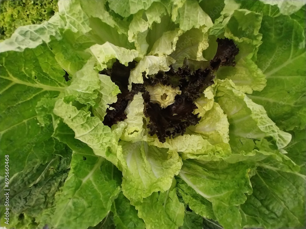 Fototapeta premium Lettuce 