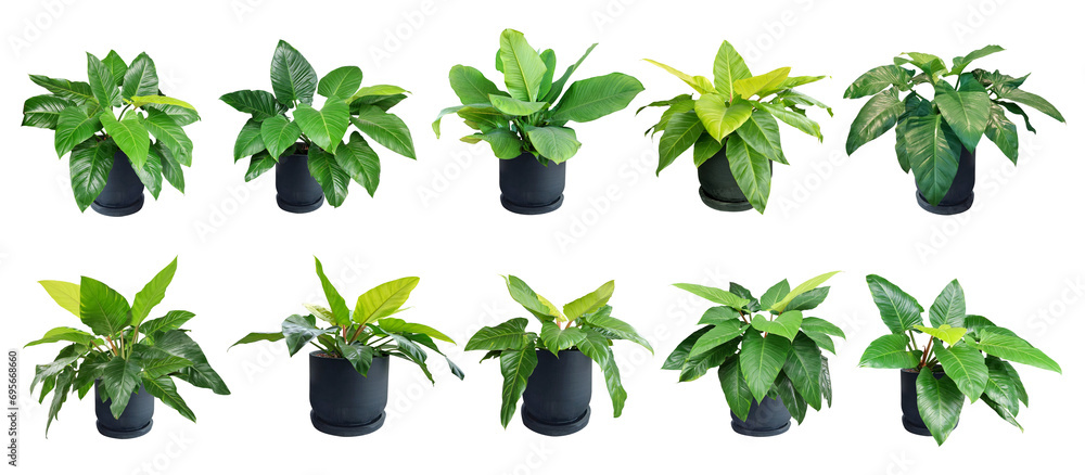 Collection Colocasia plant, Giant Elephant Ear (Japanese taro and fern) large fresh green leaves. A popular ornamental plant in white pot.Isolated on White background
Collection 10 trees. (png) - obrazy, fototapety, plakaty 