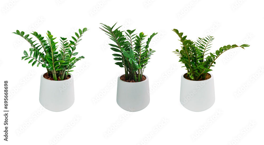 Obraz premium Zanzibar Gem. Zamioculcas zamiifolia (ZZ Plants) planted in a white pot. Isolated on White background and clipping path. Collection 3 trees. (png)