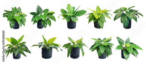 Fototapeta Naklejka Na Ścianę i Meble -  Collection Colocasia plant, Giant Elephant Ear (Japanese taro and fern) large fresh green leaves. A popular ornamental plant in white pot.Isolated on White background
Collection 10 trees. (png)