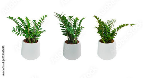 Zanzibar Gem. Zamioculcas zamiifolia (ZZ Plants) planted in a white pot. Isolated on White background and clipping path. Collection 3 trees. (png)
