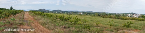 the field of orange