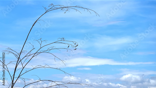 Branch trees blue sky with clouds background.