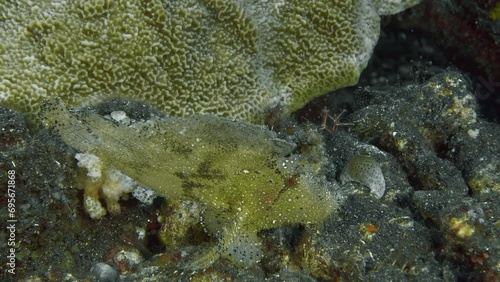 A yellow scorpion fish sits on the rocky bottom of a tropical sea next to a coral, swaying from side to side. Leaf scorpionfish (Taenianotus triacanthus) 10 cm. Extremely variable in color. photo