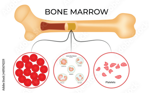 Bone Marrow Science Design Vector Illustration