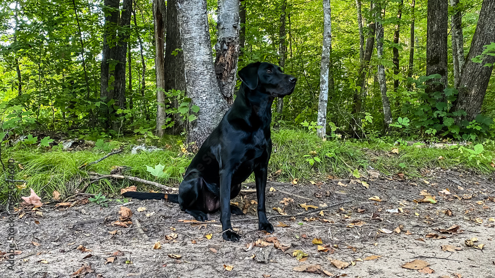 Black Labrador in the Northern Woods of Wisconsin in September