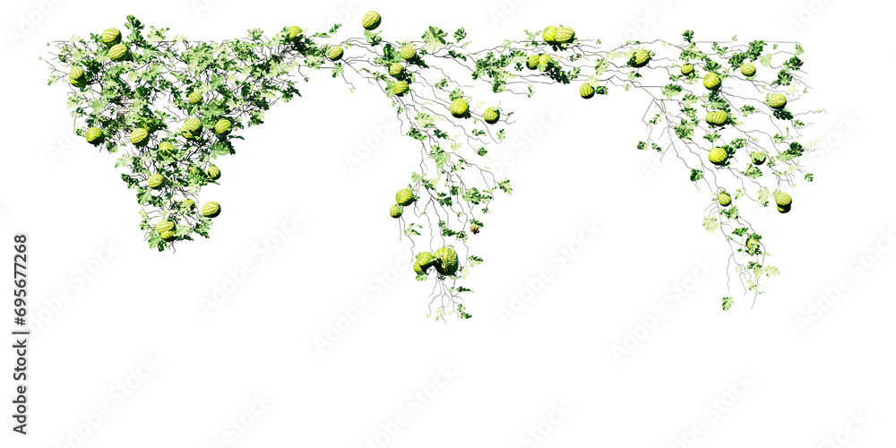 beautiful ivy green and flower
beautiful ivy green and flower