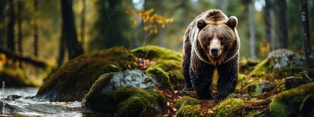 Carpathian Brown Bears Foraging for Food in the Mountains, Highlighting the Coexistence of Ursids with the Dense Forested Landscapes of Eastern Europe - obrazy, fototapety, plakaty 