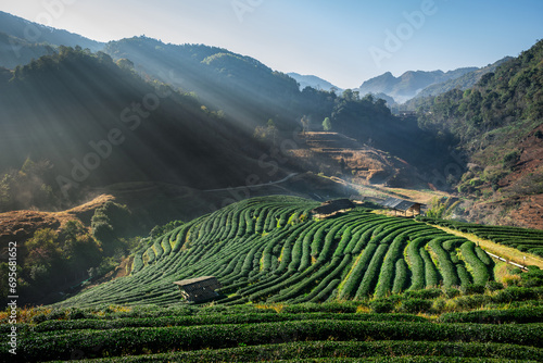 Travel on winter landscape ecotourism, scenery nature sunshine in morning with light mist and ozone in green tea plantation organic farm or rai cha 2000 in valley, Doi Ang Khang, Chiang Mai, Thailand.