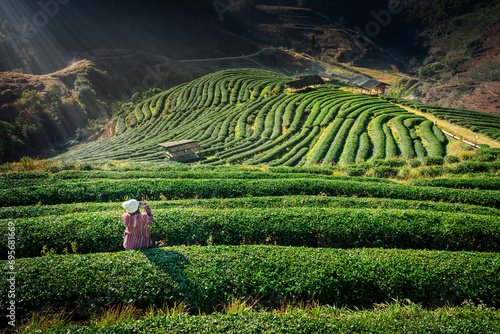 Lifestyle, Asian woman travel on winter vacation, enjoy take a photo scenery nature sunshine in morning with light mist in tea plantation, rai cha 2000 in valley, Doi Ang Khang, Chiang Mai, Thailand. photo