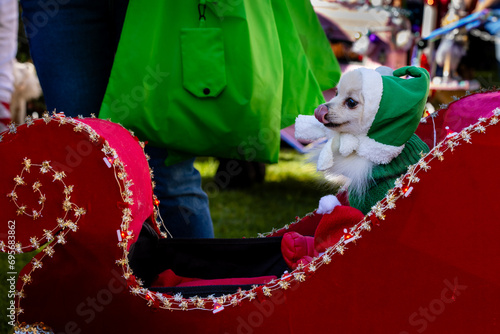 Cute dogs with Christmas costume