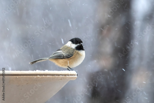 Black Capped Chickadee (Poecile atricapillus), snow covered evening.  This familiar songbird is one of the only plucky species to weather the the winter cold. Snow flurries dont stop it foraging  photo