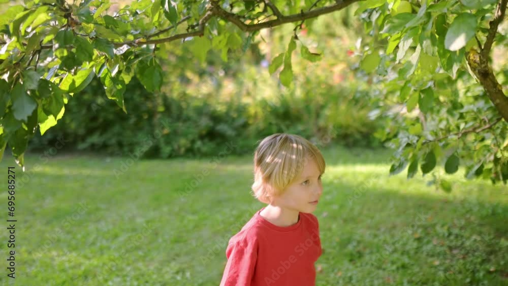 Cute preteen boy picking apples in orchard. Child reaching for apple and grabbing it. Harvesting in domestic garden or family farm. Healthy homegrown food for children Cute preteen boy picking apples in orchard. Child reaching for apple and grabbing it. Harvesting in domestic garden or family farm. Healthy homegrown food for children