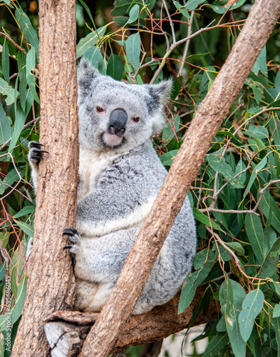 Fototapeta Naklejka Na Ścianę i Meble -  Adult Koala On A Branch